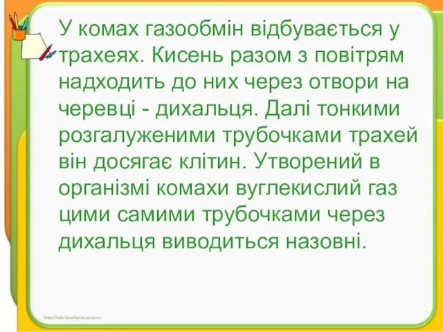 У комах газообмін відбувається у трахеях. Кисень разом з повітрям надходить до