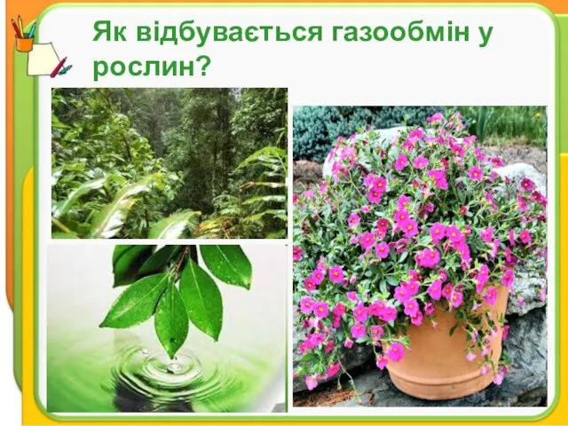 Як відбувається газообмін у рослин? Як відбувається газообмін у рослин?