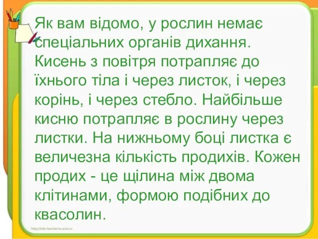 Як вам відомо, у рослин немає спеціальних органів дихання. Кисень з повітря