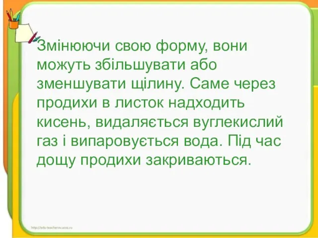 Змінюючи свою форму, вони можуть збільшувати або зменшувати щілину. Саме через продихи