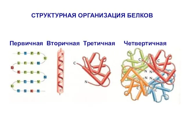 СТРУКТУРНАЯ ОРГАНИЗАЦИЯ БЕЛКОВ Первичная Вторичная Третичная Четвертичная