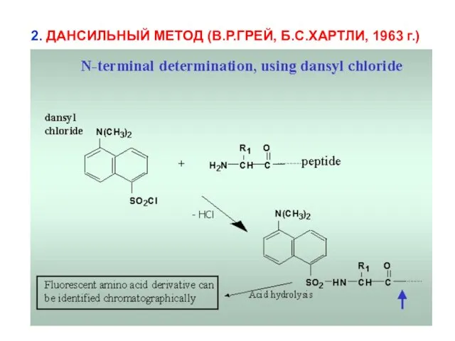 2. ДАНСИЛЬНЫЙ МЕТОД (В.Р.ГРЕЙ, Б.С.ХАРТЛИ, 1963 г.)