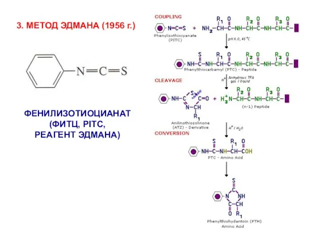 3. МЕТОД ЭДМАНА (1956 г.) ФЕНИЛИЗОТИОЦИАНАТ (ФИТЦ, PITC, РЕАГЕНТ ЭДМАНА)