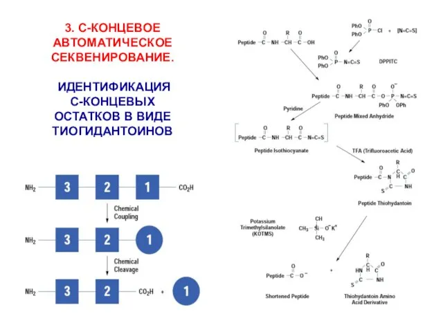 3. С-КОНЦЕВОЕ АВТОМАТИЧЕСКОЕ СЕКВЕНИРОВАНИЕ. ИДЕНТИФИКАЦИЯ С-КОНЦЕВЫХ ОСТАТКОВ В ВИДЕ ТИОГИДАНТОИНОВ