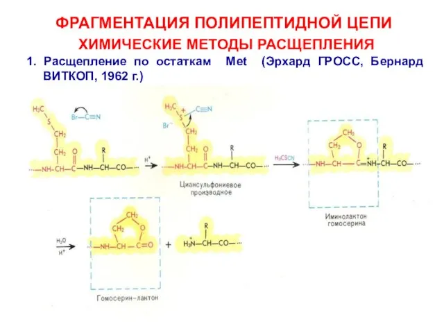 ФРАГМЕНТАЦИЯ ПОЛИПЕПТИДНОЙ ЦЕПИ ХИМИЧЕСКИЕ МЕТОДЫ РАСЩЕПЛЕНИЯ 1. Расщепление по остаткам Met (Эрхард