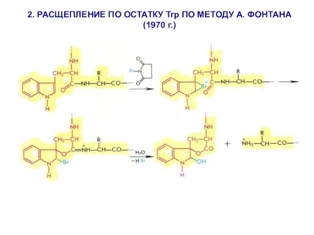 2. РАСЩЕПЛЕНИЕ ПО ОСТАТКУ Trp ПО МЕТОДУ А. ФОНТАНА (1970 г.)