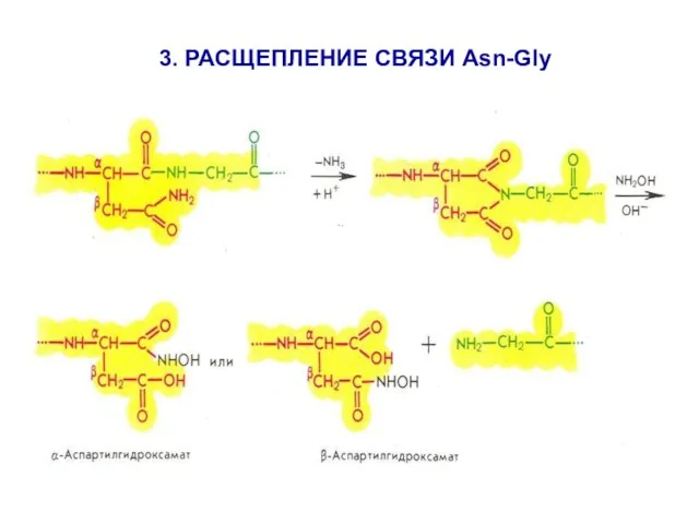 3. РАСЩЕПЛЕНИЕ СВЯЗИ Asn-Gly