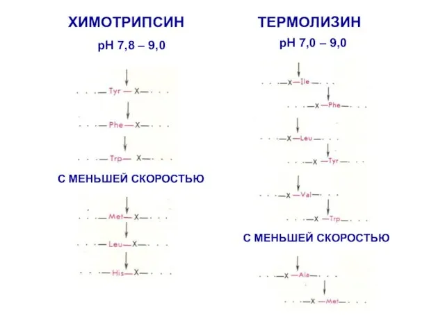 ХИМОТРИПСИН ТЕРМОЛИЗИН pH 7,8 – 9,0 С МЕНЬШЕЙ СКОРОСТЬЮ pH 7,0 – 9,0 С МЕНЬШЕЙ СКОРОСТЬЮ