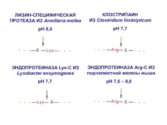 ЛИЗИН-СПЕЦИФИЧЕСКАЯ ПРОТЕАЗА ИЗ Armillaria mellea pH 8,0 ЭНДОПРОТЕИНАЗА Lys-C ИЗ Lysobacter ensymogenes