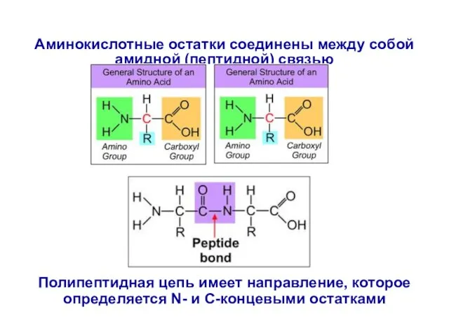 Аминокислотные остатки соединены между собой амидной (пептидной) связью Полипептидная цепь имеет направление,