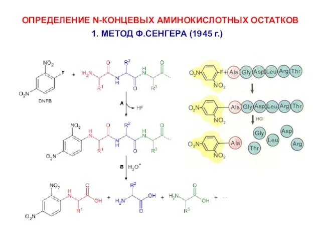 ОПРЕДЕЛЕНИЕ N-КОНЦЕВЫХ АМИНОКИСЛОТНЫХ ОСТАТКОВ 1. МЕТОД Ф.СЕНГЕРА (1945 г.)