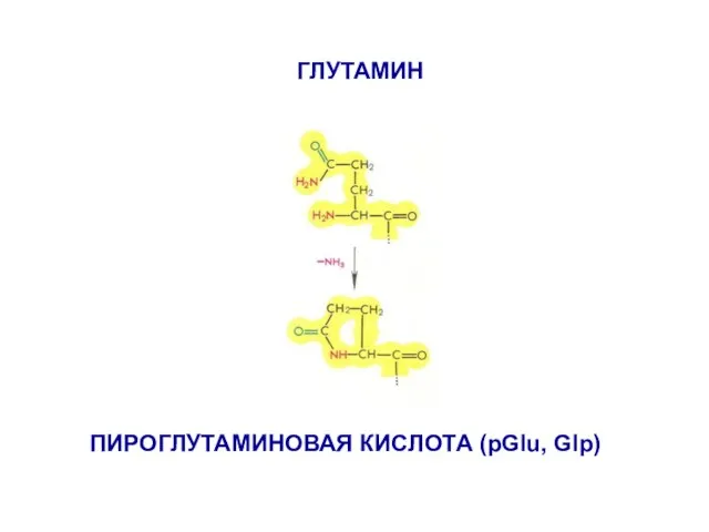 ГЛУТАМИН ПИРОГЛУТАМИНОВАЯ КИСЛОТА (pGlu, Glp)