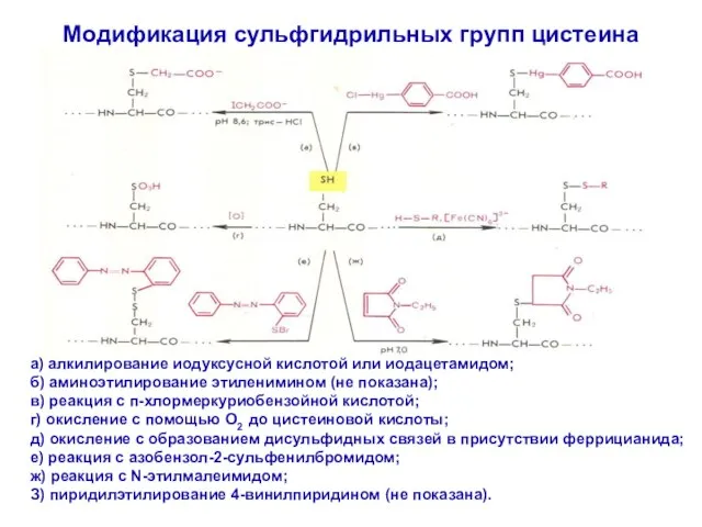 Модификация сульфгидрильных групп цистеина а) алкилирование иодуксусной кислотой или иодацетамидом; б) аминоэтилирование