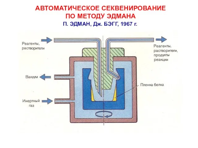 АВТОМАТИЧЕСКОЕ СЕКВЕНИРОВАНИЕ ПО МЕТОДУ ЭДМАНА П. ЭДМАН, Дж. БЭГГ, 1967 г.