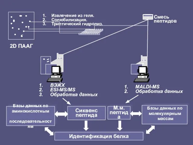 2D ПААГ Смесь пептидов Идентификация белка Извлечение из геля. Солюбилизация. Триптический гидролиз.