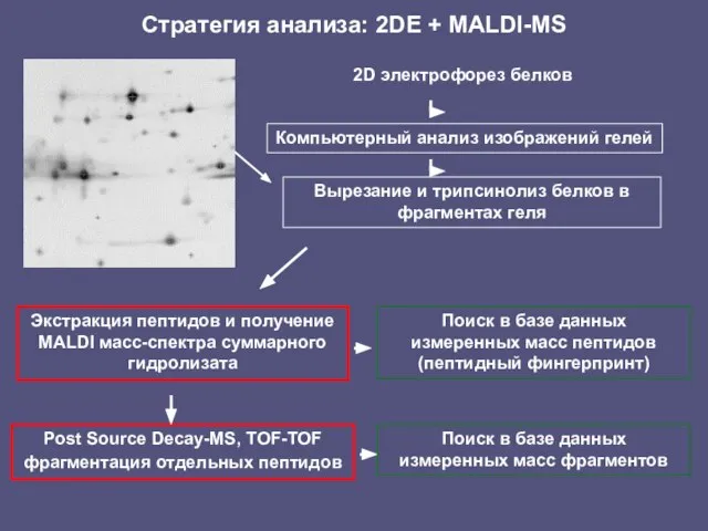 2D электрофорез белков Компьютерный анализ изображений гелей Вырезание и трипсинолиз белков в