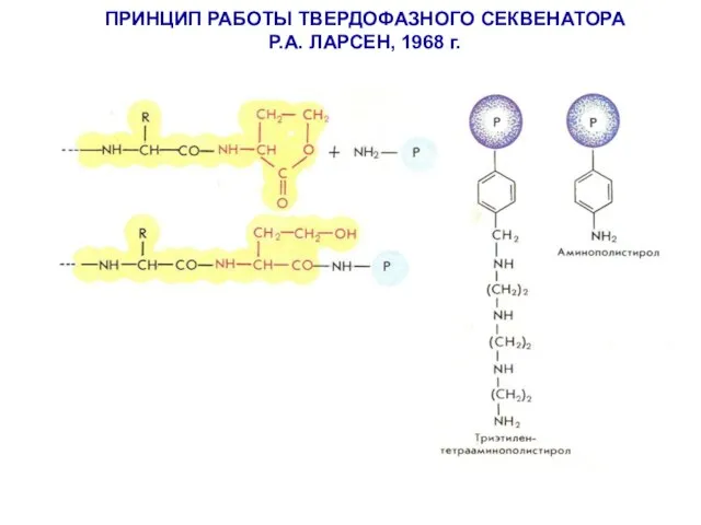 ПРИНЦИП РАБОТЫ ТВЕРДОФАЗНОГО СЕКВЕНАТОРА Р.А. ЛАРСЕН, 1968 г.