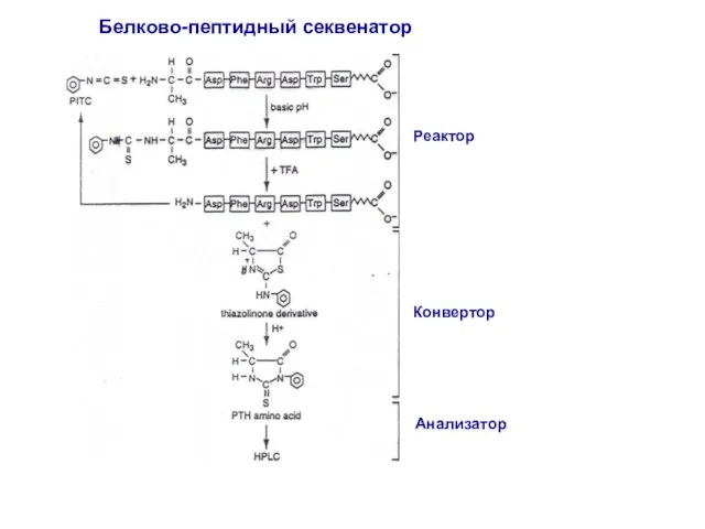 Реактор Конвертор Анализатор Белково-пептидный секвенатор