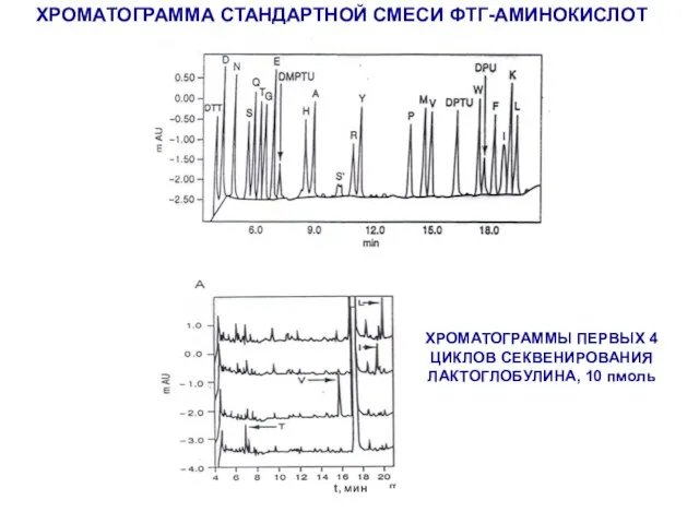 t, мин ХРОМАТОГРАММА СТАНДАРТНОЙ СМЕСИ ФТГ-АМИНОКИСЛОТ ХРОМАТОГРАММЫ ПЕРВЫХ 4 ЦИКЛОВ СЕКВЕНИРОВАНИЯ ЛАКТОГЛОБУЛИНА, 10 пмоль