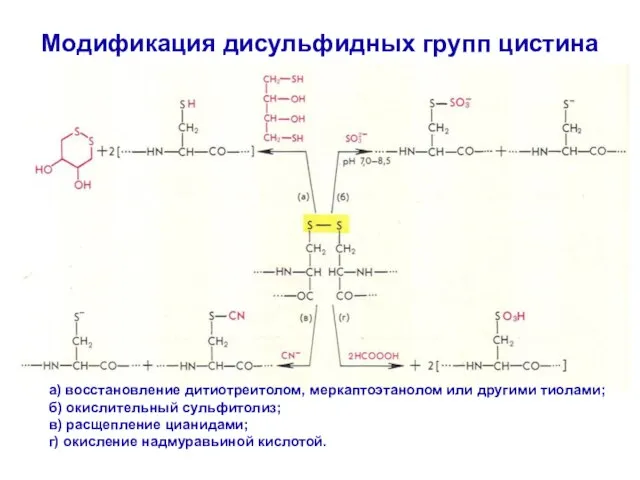 Модификация дисульфидных групп цистина а) восстановление дитиотреитолом, меркаптоэтанолом или другими тиолами; б)