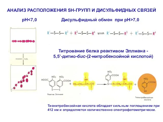 АНАЛИЗ РАСПОЛОЖЕНИЯ SH-ГРУПП И ДИСУЛЬФИДНЫХ СВЯЗЕЙ Титрование белка реактивом Эллмана - 5,5’-дитио-бис-(2-нитробензойной