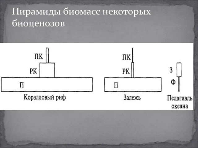 Пирамиды биомасс некоторых биоценозов