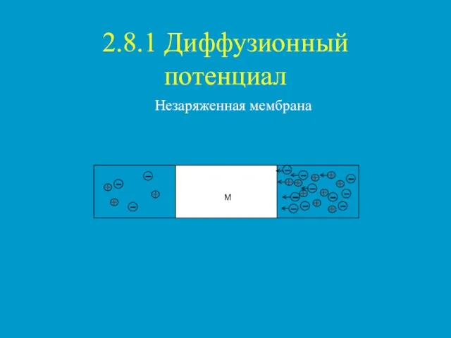 2.8.1 Диффузионный потенциал Незаряженная мембрана