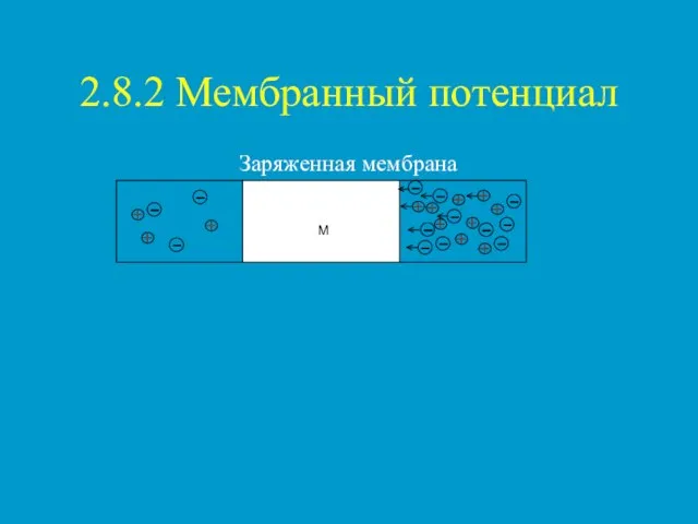 2.8.2 Мембранный потенциал Заряженная мембрана