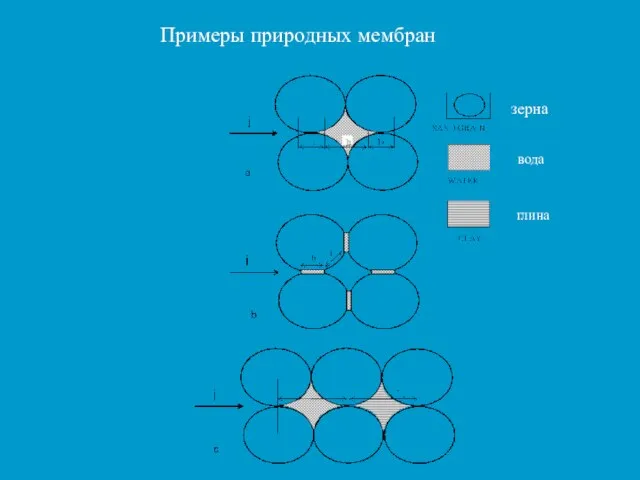 Примеры природных мембран зерна вода глина