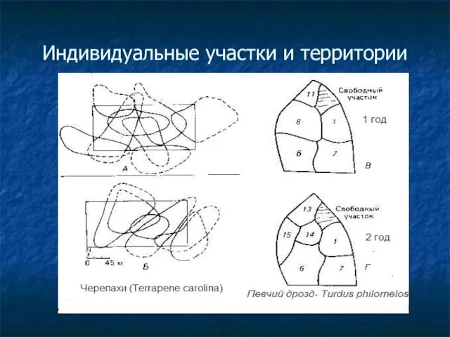 Индивидуальные участки и территории