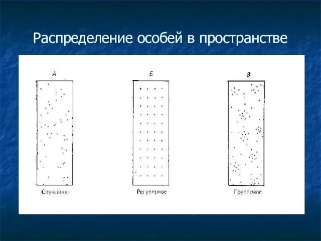 Распределение особей в пространстве