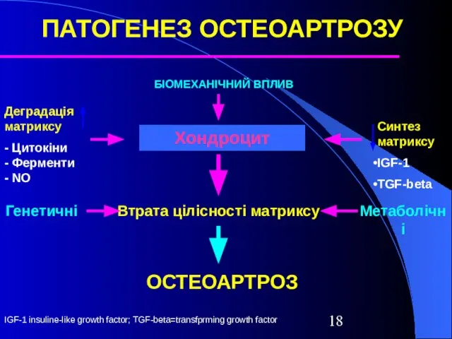 БІОМЕХАНІЧНИЙ ВПЛИВ Хондроцит Втрата цілісності матриксу ОСТЕОАРТРОЗ Синтез матриксу IGF-1 TGF-beta Метаболічні