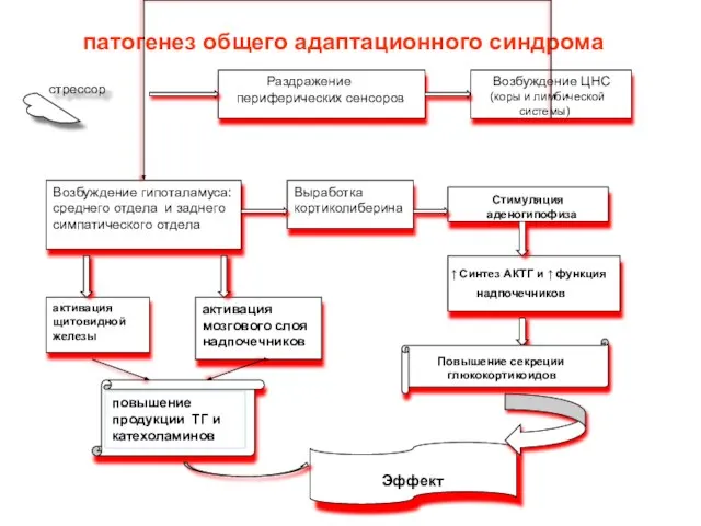 патогенез общего адаптационного синдрома повышение продукции ТГ и катехоламинов Повышение секреции глюкокортикоидов