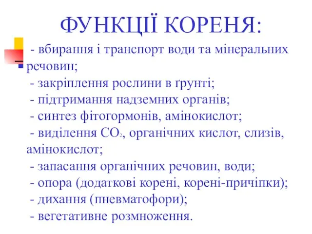 ФУНКЦІЇ КОРЕНЯ: - вбирання і транспорт води та мінеральних речовин; - закріплення