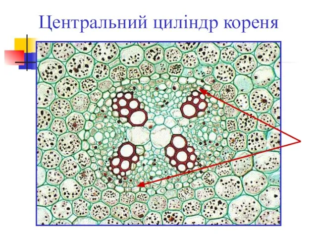 Центральний циліндр кореня