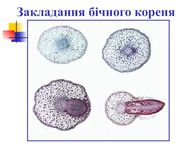 Закладання бічного кореня