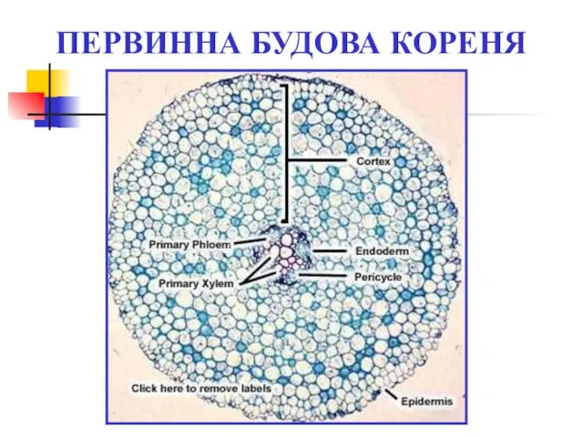 ПЕРВИННА БУДОВА КОРЕНЯ