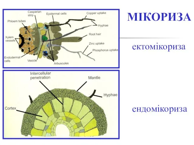 МІКОРИЗА ектомікориза ендомікориза