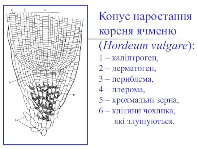 Конус наростання кореня ячменю (Hordeum vulgare): 1 – каліптроген, 2 – дерматоген,