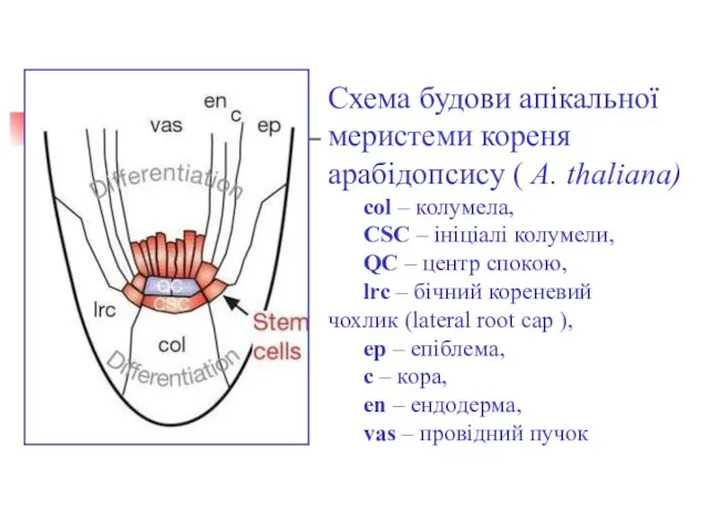 Cхема будови апікальної меристеми кореня арабідопсису ( A. thaliana) сol – колумела,