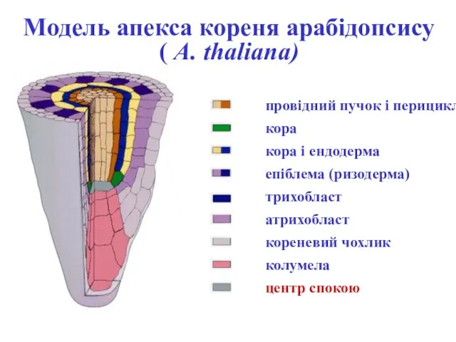 Модель апекса кореня арабідопсису ( A. thaliana)