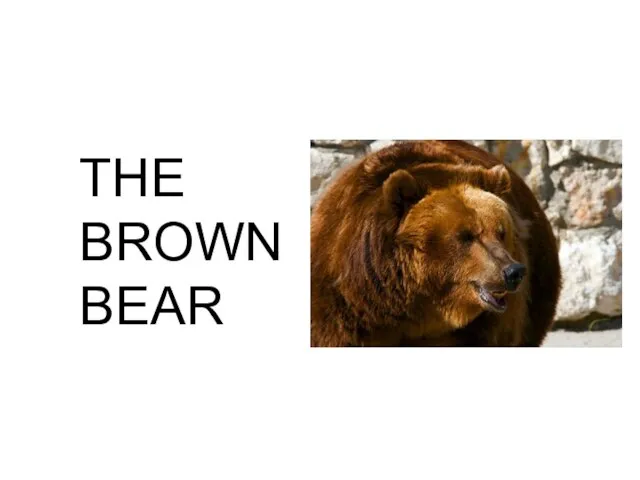 THE BROWN BEAR