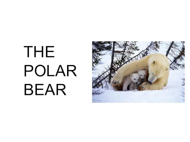 THE POLAR BEAR