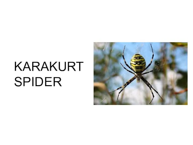 KARAKURT SPIDER