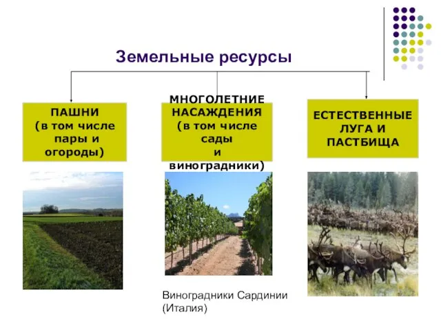 Земельные ресурсы ПАШНИ (в том числе пары и огороды) МНОГОЛЕТНИЕ НАСАЖДЕНИЯ (в