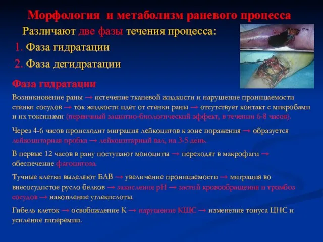 Морфология и метаболизм раневого процесса Различают две фазы течения процесса: 1. Фаза