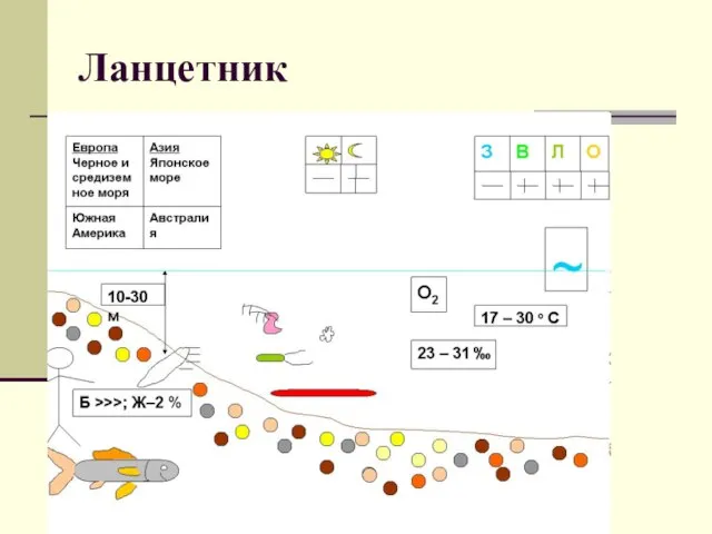 Ланцетник