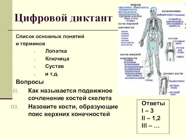 Цифровой диктант Список основных понятий и терминов Лопатка Ключица Сустав и т.д.