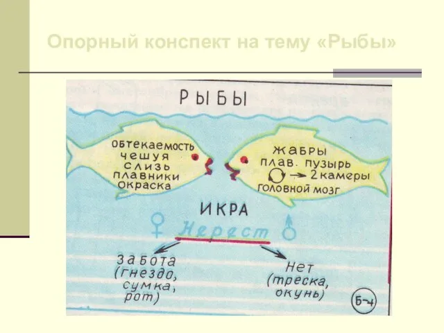 Опорный конспект на тему «Рыбы»