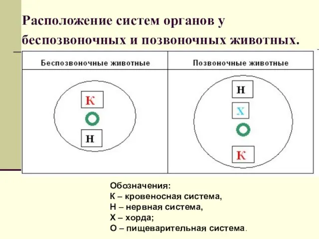 Расположение систем органов у беспозвоночных и позвоночных животных. Обозначения: К – кровеносная